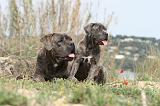 CANE CORSO 187